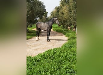 PRE Mix, Stallion, 3 years, 16,1 hh, Gray