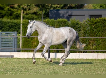 PRE Mix, Stallion, 3 years, 16.1 hh, Grey