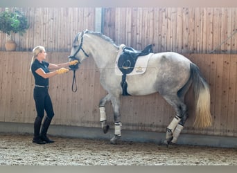PRE, Stallion, 3 years, 16.1 hh, Grey