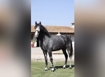 PRE, Stallion, 3 years, 16.1 hh, Grey