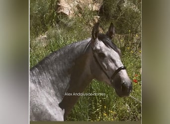 PRE, Stallion, 3 years, 16.1 hh, Grey