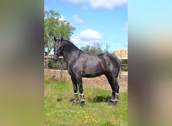 PRE, Stallion, 3 years, 16.1 hh, Grey