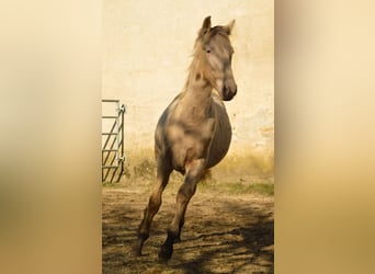 PRE Mix, Stallion, 3 years, 16,1 hh, Pearl