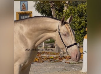 PRE Mix, Stallion, 3 years, 16.1 hh, Perlino