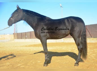 PRE, Stallion, 3 years, 16,1 hh, Smoky-Black