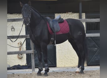 PRE, Stallion, 3 years, 16.2 hh, Bay-Dark