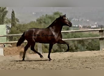 PRE Mix, Stallion, 3 years, 16.2 hh, Black