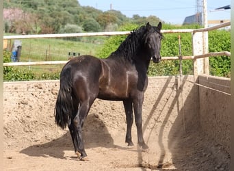 PRE Mix, Stallion, 3 years, 16.2 hh, Black