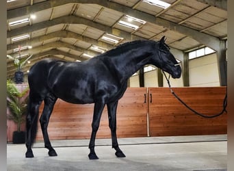 PRE Mix, Stallion, 3 years, 16.2 hh, Black