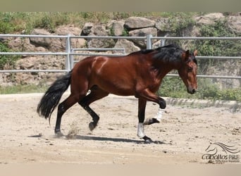 PRE, Stallion, 3 years, 16.2 hh, Brown