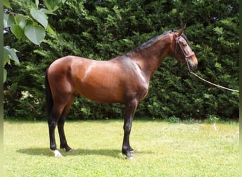 PRE, Stallion, 3 years, 16,2 hh, Brown