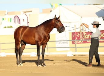 PRE, Stallion, 3 years, 16,2 hh, Brown-Light