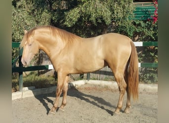 PRE, Stallion, 3 years, 16.2 hh, Champagne PRE, Stallion, 3 years, 16.2 hh, Champagne