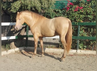 PRE, Stallion, 3 years, 16.2 hh, Champagne PRE, Stallion, 3 years, 16.2 hh, Champagne