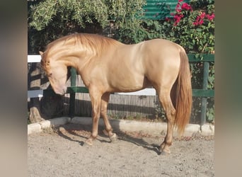 PRE, Stallion, 3 years, 16.2 hh, Champagne PRE, Stallion, 3 years, 16.2 hh, Champagne