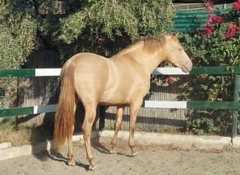 PRE, Stallion, 3 years, 16.2 hh, Champagne PRE, Stallion, 3 years, 16.2 hh, Champagne