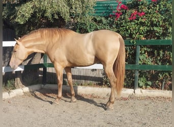 PRE, Stallion, 3 years, 16.2 hh, Champagne PRE, Stallion, 3 years, 16.2 hh, Champagne