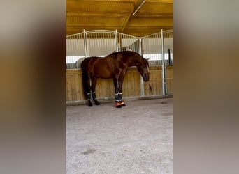 PRE, Stallion, 3 years, 16,2 hh, Chestnut-Red