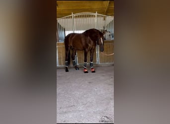 PRE Mix, Stallion, 3 years, 16,2 hh, Chestnut-Red