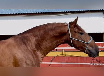 PRE, Stallion, 3 years, 16,2 hh, Chestnut-Red