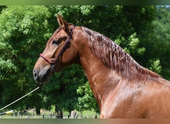 PRE, Stallion, 3 years, 16,2 hh, Chestnut-Red