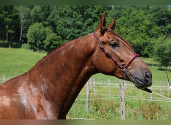 PRE, Stallion, 3 years, 16,2 hh, Chestnut-Red