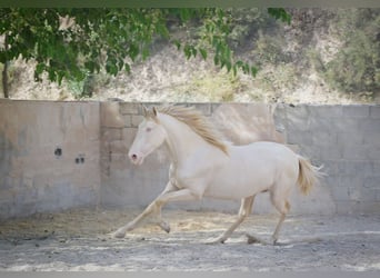 PRE, Stallion, 3 years, 16.2 hh, Cremello