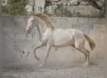 PRE, Stallion, 3 years, 16.2 hh, Cremello