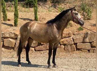 PRE, Stallion, 3 years, 16.2 hh, Dun