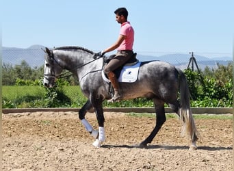 PRE, Stallion, 3 years, 16.2 hh, Gray