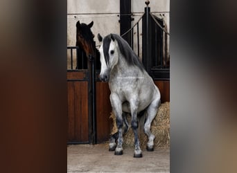PRE Mix, Stallion, 3 years, 16.2 hh, Grey