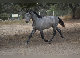 PRE, Stallion, 3 years, 16.2 hh, Grey