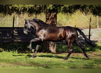 PRE, Stallion, 3 years, 16.3 hh, Bay-Dark