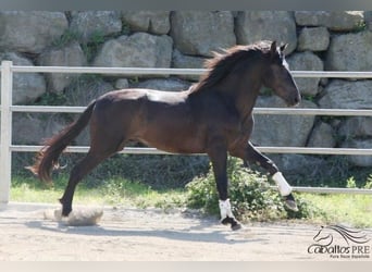 PRE, Stallion, 3 years, 16.3 hh, Black
