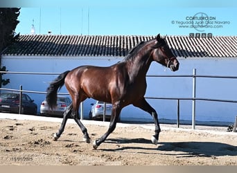 PRE, Stallion, 3 years, 16.3 hh, Brown