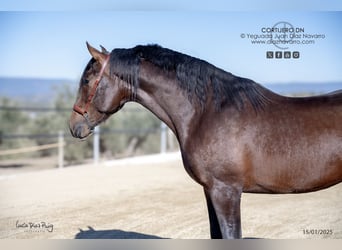PRE, Stallion, 3 years, 16.3 hh, Brown