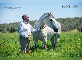 PRE, Stallion, 3 years, 16.3 hh, Brown