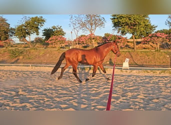 PRE, Stallion, 3 years, 16.3 hh, Brown