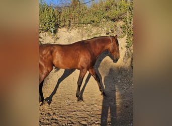PRE, Stallion, 3 years, 16.3 hh, Brown
