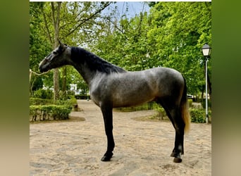 PRE, Stallion, 3 years, 16.3 hh, Grey