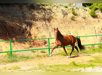 PRE Mix, Stallion, 3 years, 16.3 hh, Sorrel PRE Mix, Stallion, 3 years, 16.3 hh, Sorrel
