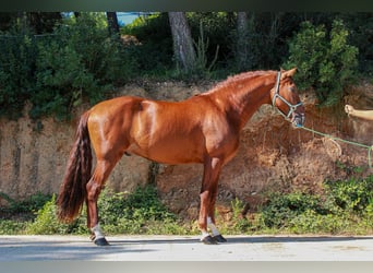 PRE Mix, Stallion, 3 years, 16.3 hh, Sorrel PRE Mix, Stallion, 3 years, 16.3 hh, Sorrel