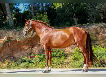 PRE Mix, Stallion, 3 years, 16.3 hh, Sorrel PRE Mix, Stallion, 3 years, 16.3 hh, Sorrel