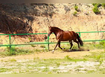 PRE Mix, Stallion, 3 years, 16.3 hh, Sorrel PRE Mix, Stallion, 3 years, 16.3 hh, Sorrel