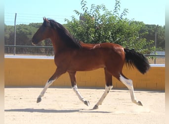 PRE Mix, Stallion, 3 years, 16 hh, Bay