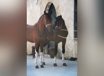 PRE Mix, Stallion, 3 years, 16 hh, Bay