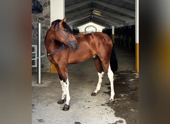 PRE Mix, Stallion, 3 years, 16 hh, Bay