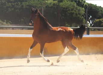 PRE Mix, Stallion, 3 years, 16 hh, Bay