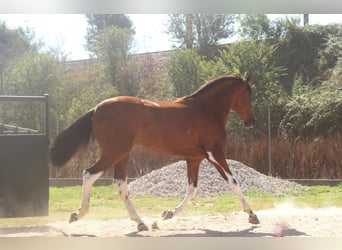 PRE Mix, Stallion, 3 years, 16 hh, Bay