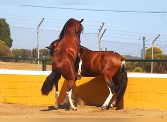 PRE Mix, Stallion, 3 years, 16 hh, Bay